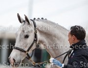 x del Buttasella Tosc Tour2013- S5 1727 : Arezzo, Cavalli d'Italia, Clara del Buttasella, Toscana Tour 2013, foto di Stefano Secchi ©
